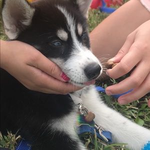 Meet your Posher, Diana